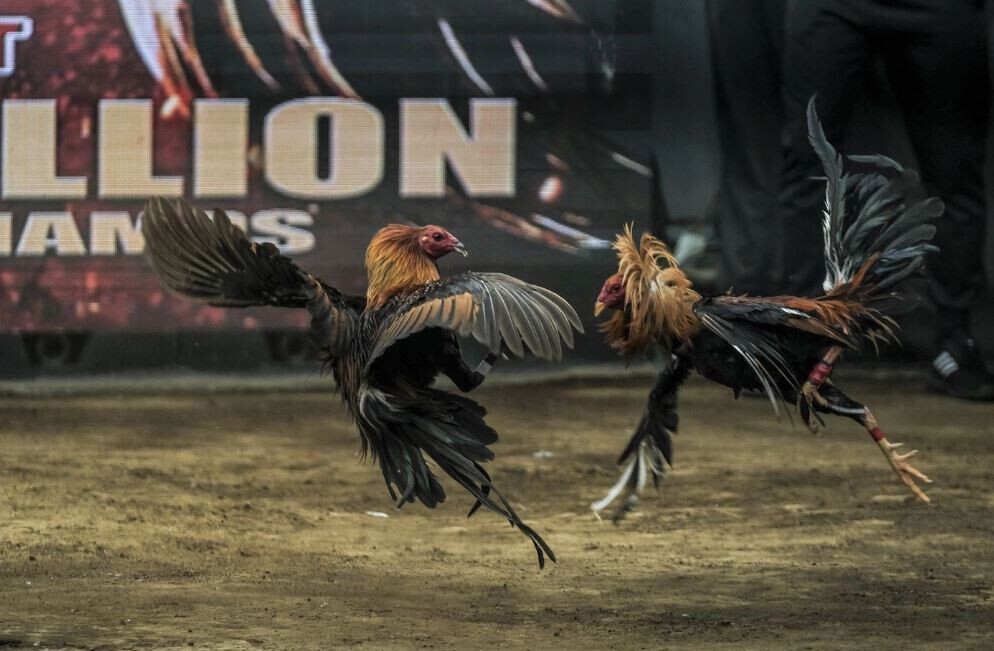 Giới thiệu về đá gà 678 - Sân chơi đá gà lớn nhất hiện nay 5 Các trận đấu gà có tại sàn đá gà 678 vô cùng đa dạng và được sắp xếp thời gian rõ ràng