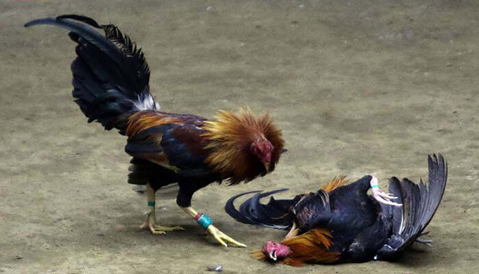 Live đá gà Campuchia trực tiếp hôm nay cực hot tại SV66 6 Cách đặt các cửa khi chơi đá gà Campuchia hôm nay