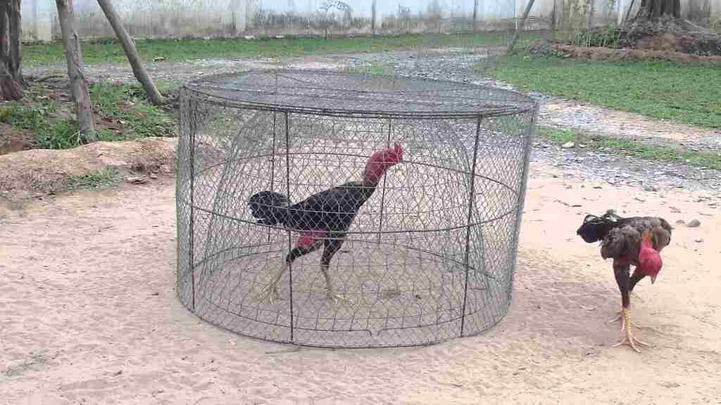 Gà đá bị run chân thì phải làm sao? Cùng SV66 tìm hiểu nhé 7 Cách điều trị gà đá bị run chân