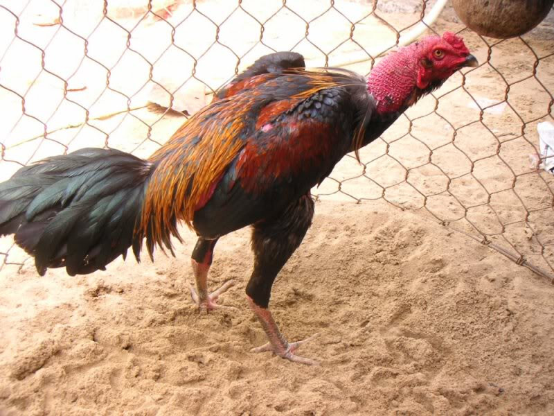 Cách nuôi gà đá bị ốm khỏi bệnh nhanh chóng tại SV66 7 Cách nuôi gà đá bị ốm hiệu quả