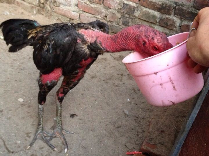 Cách nuôi gà đá bị ốm khỏi bệnh nhanh chóng tại SV66 8 Cách phòng bệnh tránh để gà đá bị ốm