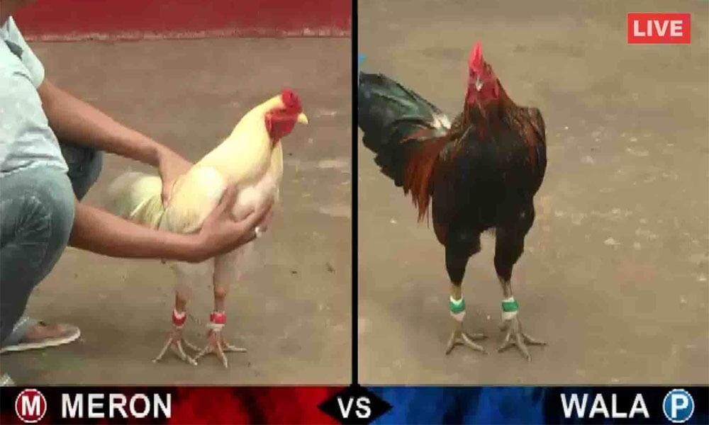 Sảnh chơi đá gà SV388 siêu hot tại nhà cái SV66 6 Cần nắm vững luật chơi đá gà tại SV388