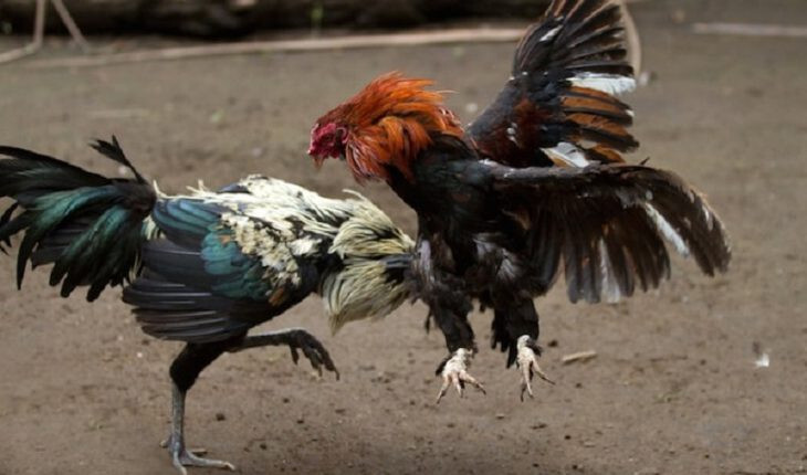 Tất tần tật thông tin về đá gà cựa dao trực tiếp hôm nay 9 Cơ hội chiến thắng được chia đều cho tất cả những người tham gia