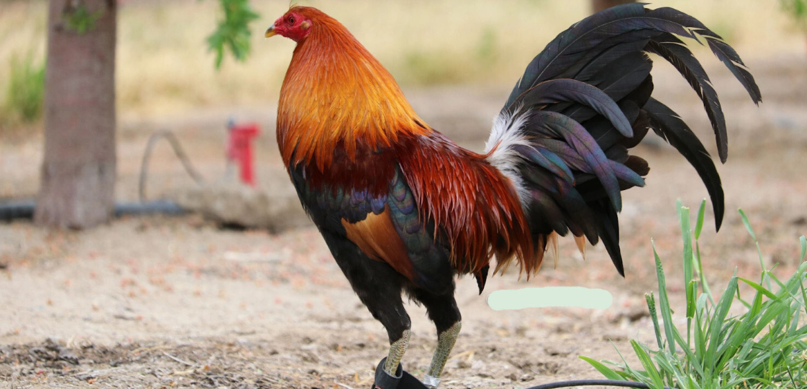 Top 5 giống gà đá đẹp nhất Việt Nam mà bạn nên biết 7 Dáng vẻ oai hùng của Gà Cao Lãng – top 5 giống gà đá đẹp nhất Việt Nam