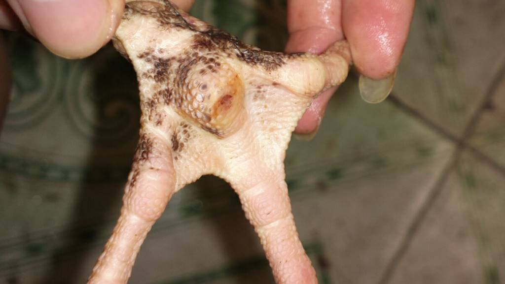 Gà đá bị run chân thì phải làm sao? Cùng SV66 tìm hiểu nhé 6 Dấu hiệu đá đá bị run chân