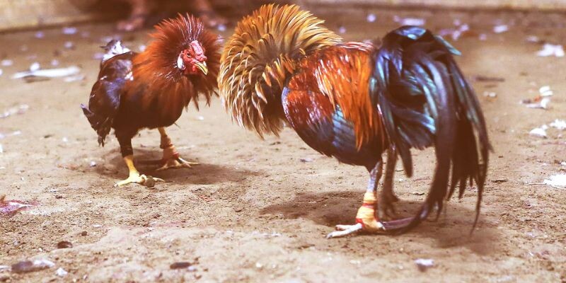 Vì sao chọn đá gà 88 để tham gia xem và cá cược đá gà? 5 Đến với Đá gà 88, mọi thắc mắc của người chơi sẽ luôn được tư vấn và giải đáp