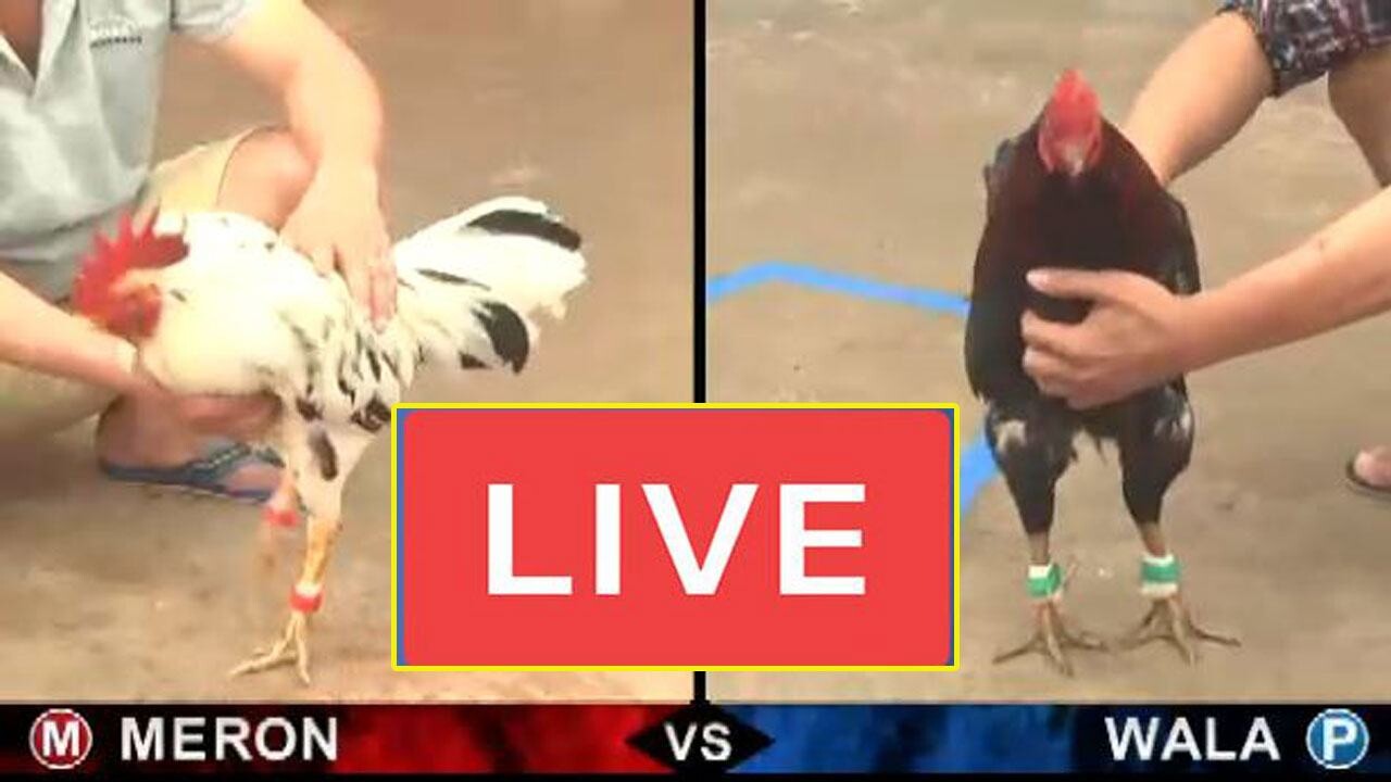 Live đá gà Campuchia trực tiếp hôm nay cực hot tại SV66 5 Đôi nét về bộ môn đá gà Campuchia trực tiếp