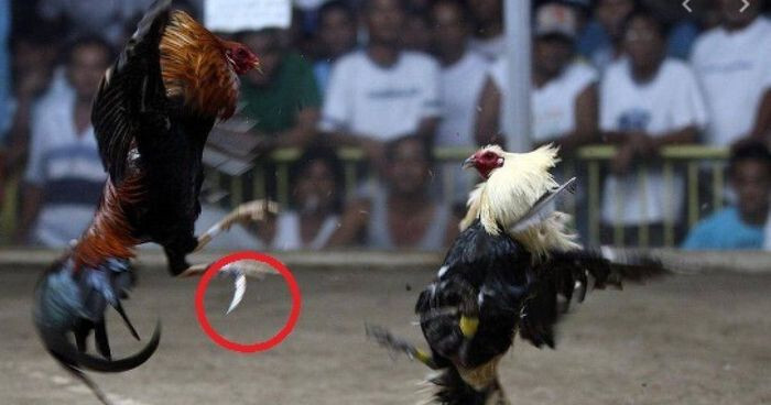 Tất tần tật thông tin về đá gà cựa dao trực tiếp hôm nay 10 Hình thức đá gà cựa dao thu hút được rất nhiều người tham gia