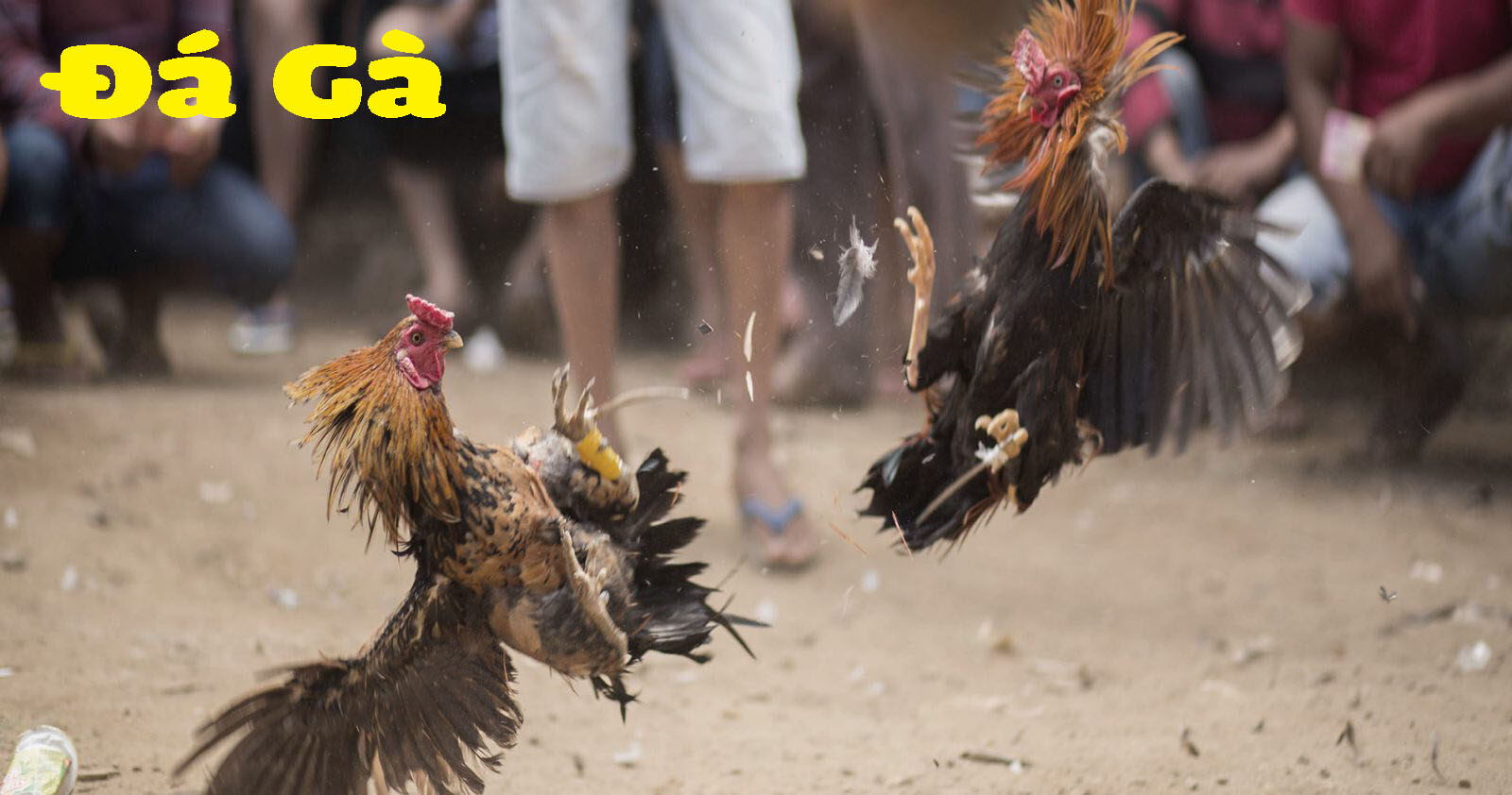 Tất tần tật thông tin về đá gà cựa dao trực tiếp hôm nay 7 Luật chơi đá gà cựa dao trực tiếp hôm nay như thế nào?