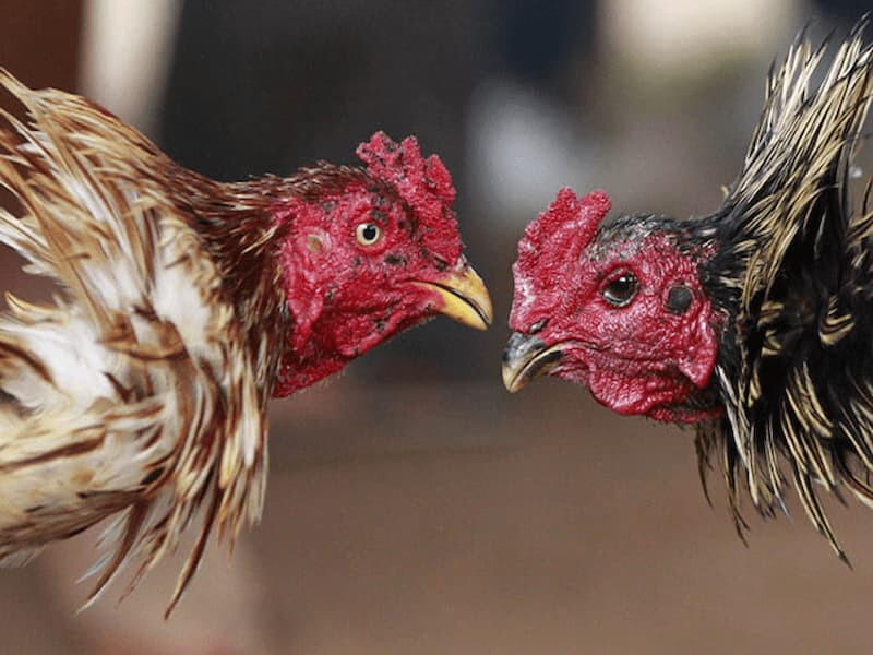 Lưu ý khi chơi đá gà Thomo trực tiếp hôm nay tại SV66 5 Luật chơi đá gà Thomo cơ bản