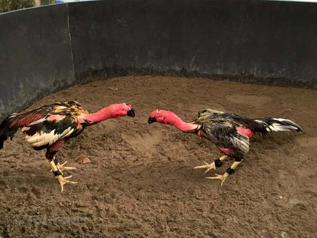 Lưu ý khi chơi đá gà Thomo trực tiếp hôm nay tại SV66 6 Lưu ý khi chơi đá gà Thomo trực tiếp hôm nay