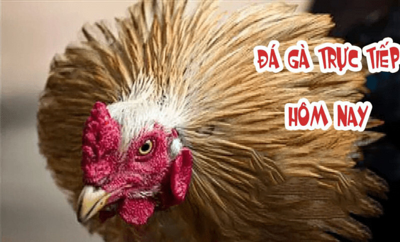 Live đá gà Campuchia trực tiếp hôm nay cực hot tại SV66 8 Lưu ý khi tham gia chơi đá gà Campuchia