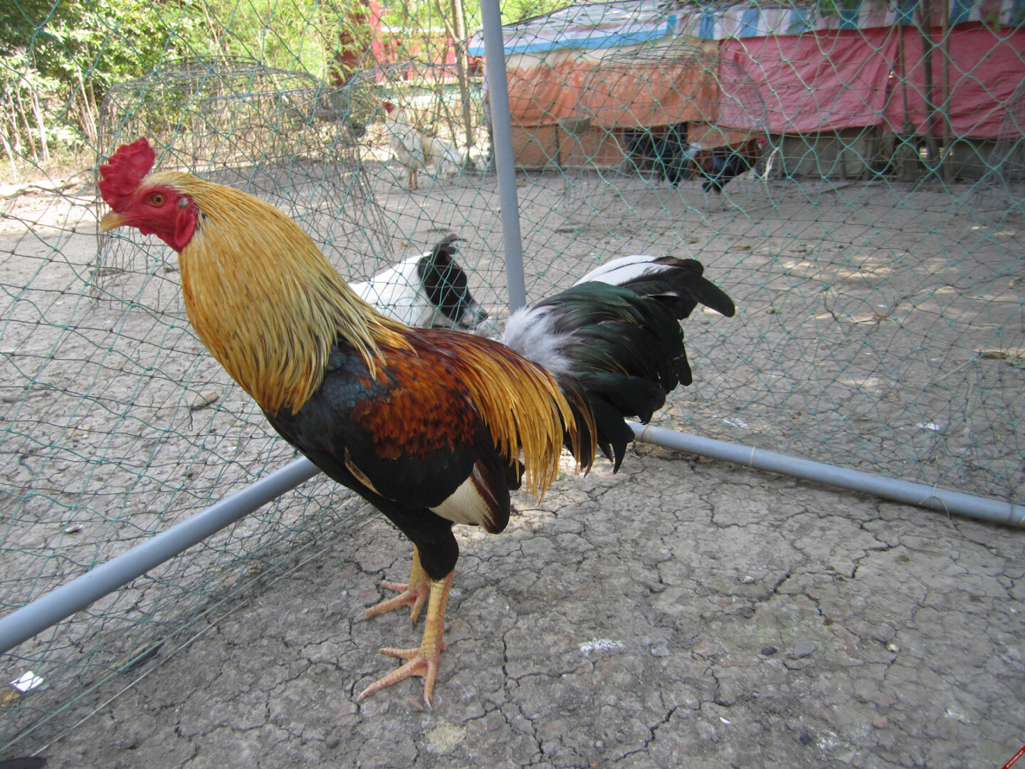 Top 5 giống gà đá đẹp nhất Việt Nam mà bạn nên biết 9 Nét đẹp của giống gà Chợ Lách