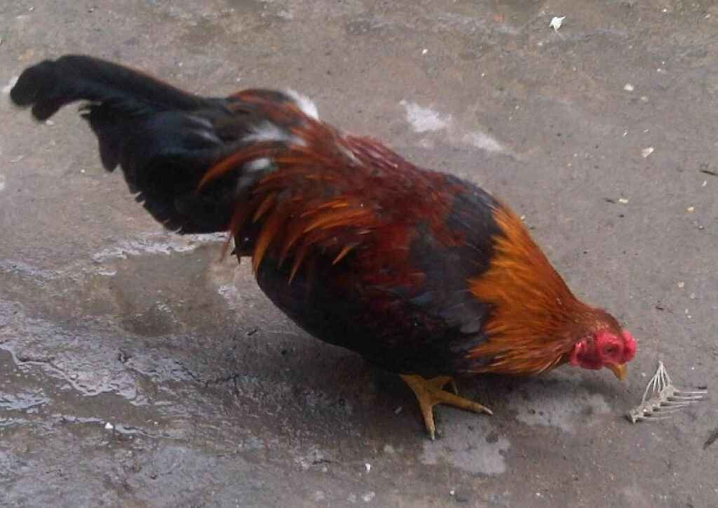 Cách trị gà đá bị khò khè hiệu quả nhất 6 Nguyên nhân gà đá bị khò khè