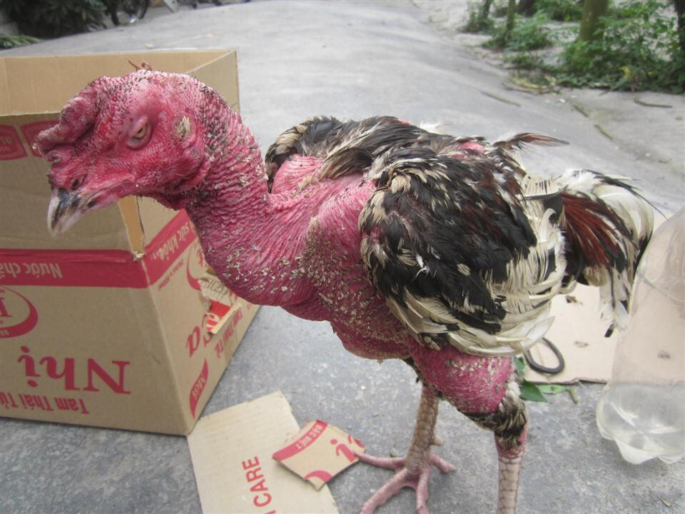 Cách nuôi gà đá bị ốm khỏi bệnh nhanh chóng tại SV66 5 Nguyên nhân gà đá bị ốm