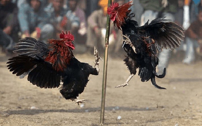 Tìm hiểu chi tiết về đá gà S128 - Nhà cái đá gà số 1 6 Nhà cái S128 luôn giữ được vị thế vững chắc trên thị trường cá cược