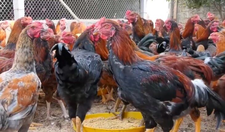 Hướng dẫn chi tiết cách nuôi gà chọi con cực hiệu quả 6 Nuôi đá gà bo lớn và những điểm cần lưu ý