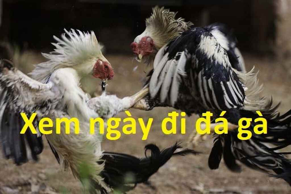 Cách xem ngày đá gà tốt, dễ chiến thắng nhất tại SV66 5 Tầm quan trọng của xem ngày đá gà tốt