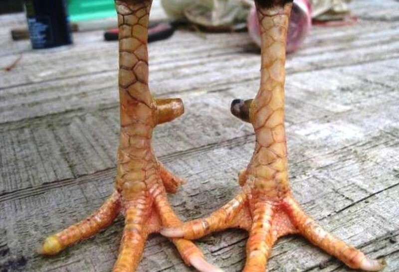 Vảy gà chọi độc - Đặc điểm mang lại nhiều lợi thế cho gà đá 5 Vảy gà chọi độc mang đến nhiều khả năng bất ngờ