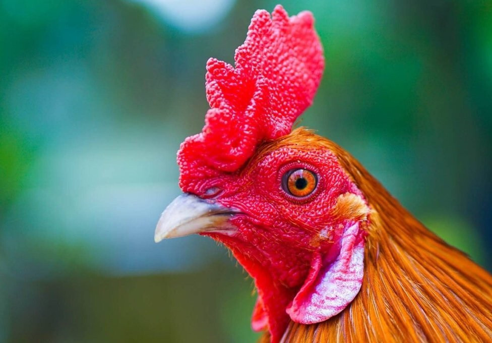 Hướng dẫn cách chữa gà bị đá mù mắt hiệu quả 8 Cần đảm bảo chuồng trại sạch sẽ