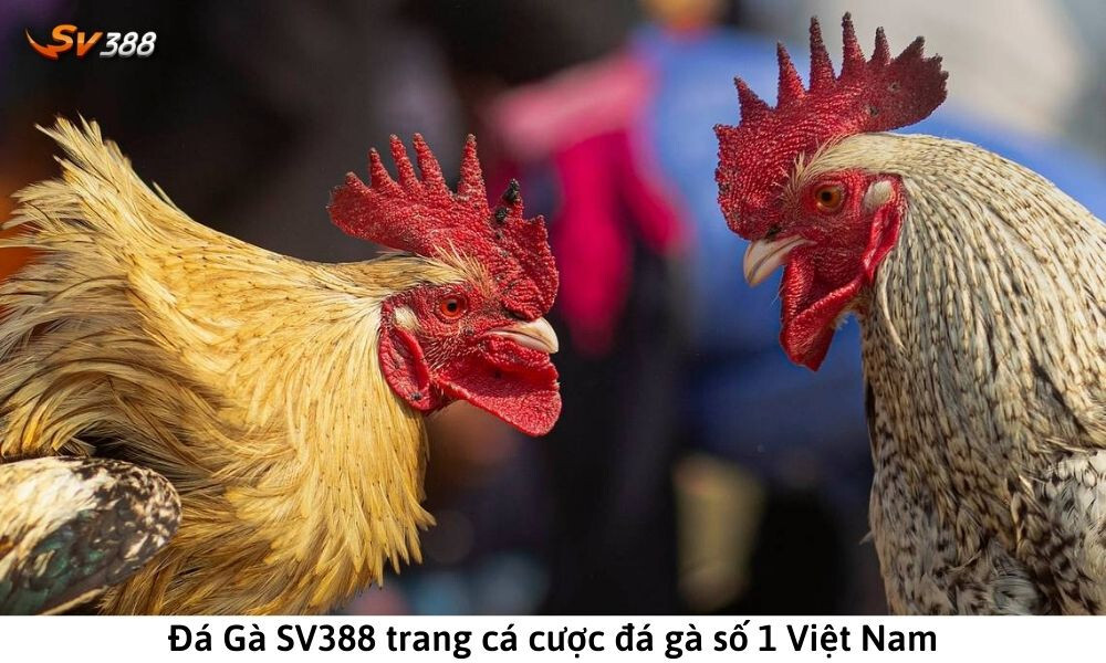 Những thông tin cần biết về bồ gà C3 Thomo Campuchia 4 Đá gà SV388 - Top nhà cái đá gà online uy tín 2023