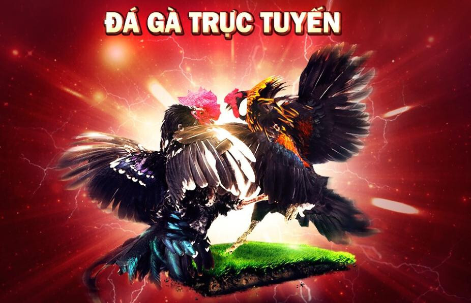 Những thông tin cần biết về bồ gà C3 Thomo Campuchia 1 Đá gà trực tuyến là gì?