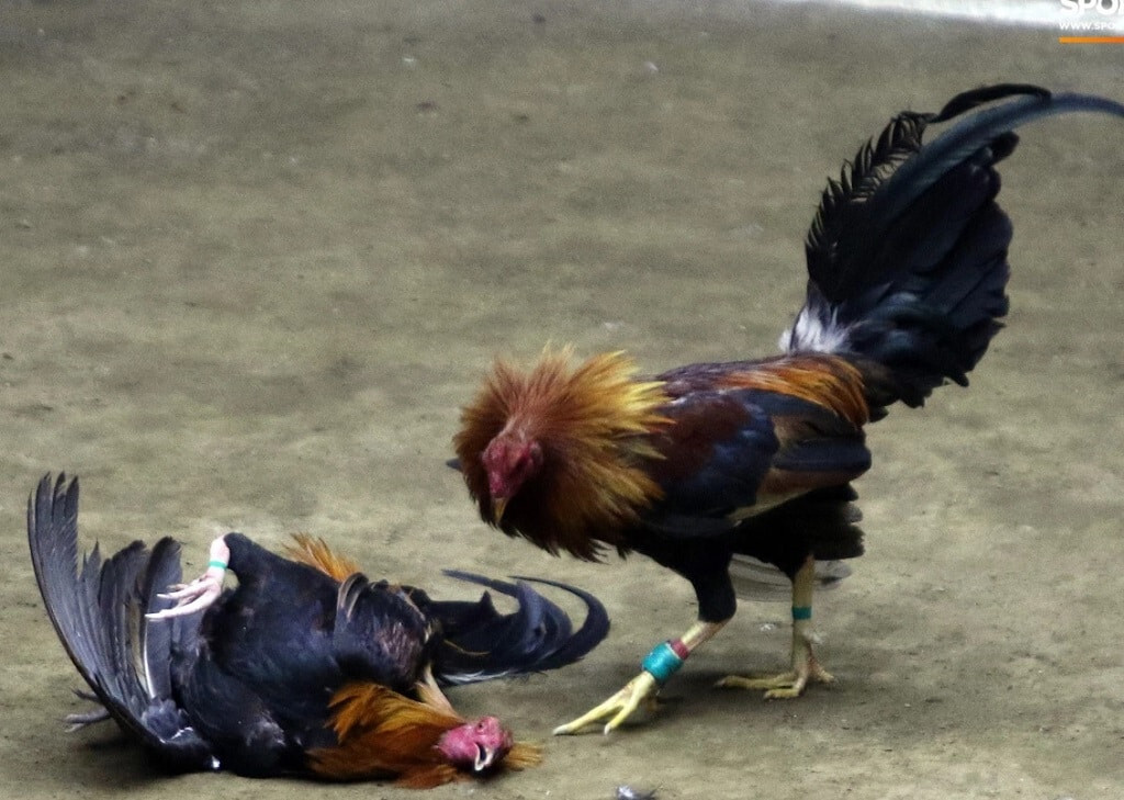 Live đá gà cựa dao nên xem ở đâu? Lưu ý khi xem đá gà online 6 Những lưu ý khi theo dõi các trận live đá gà cựa dao tại SV388