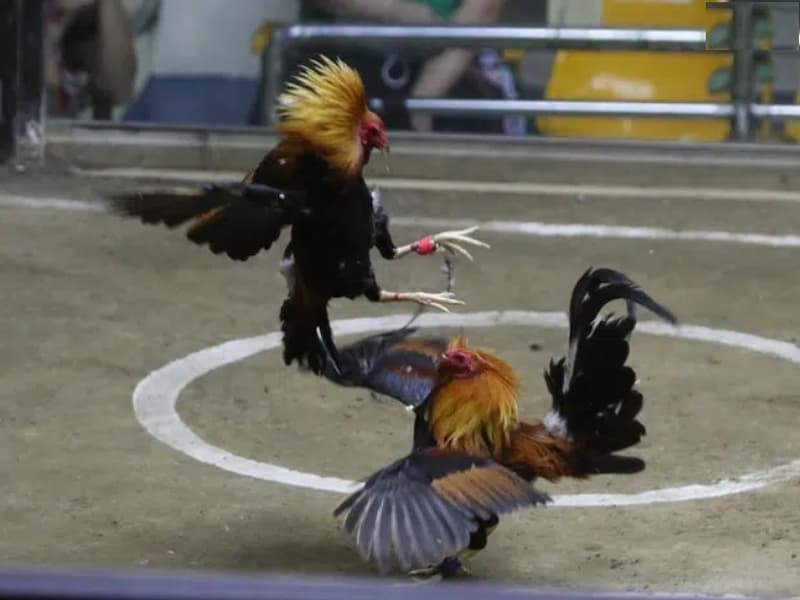 Đá gà trực tiếp 999 hôm nay chất lượng, uy tín nhất 6 Tìm hiểu chi tiết luật của đá gà trực tiếp 999