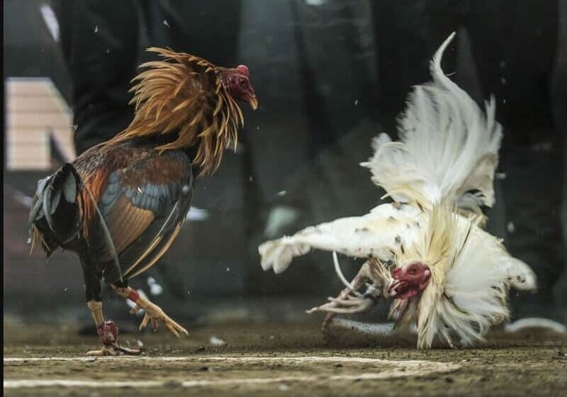 Tiêu chí chọn địa chỉ tường thuật đá gà trực tiếp uy tín 8 Tường thuật đá gà trực tiếp hiện nay là hình thức xem và cá độ đá gà phổ biến nhất