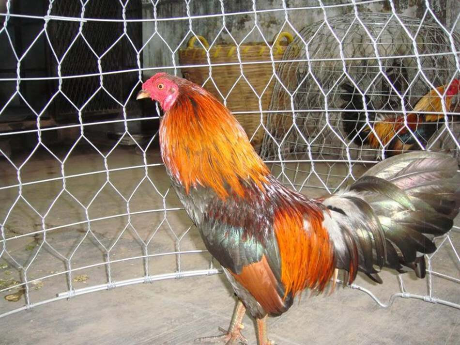 Chợ tốt gà đá Hậu Giang - Bí quyết chọn gà chọi đá hay nhất 6 Anh em nên dựa vào đặc điểm của mỏ để chọn được những chiến cơ khỏe