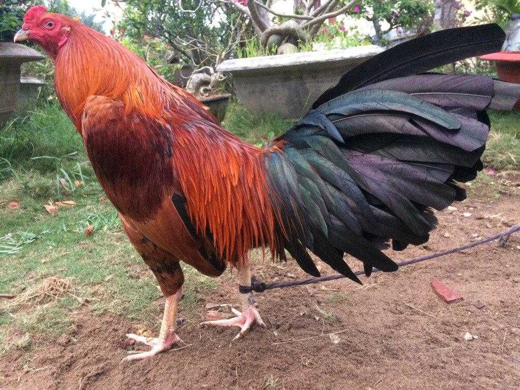 Chạng gà là gì và cách xác định chạng gà bạn nên biết 5 Bạn có thể tính được chạng gà dễ dàng nếu đã có thông tin về gà bố mẹ