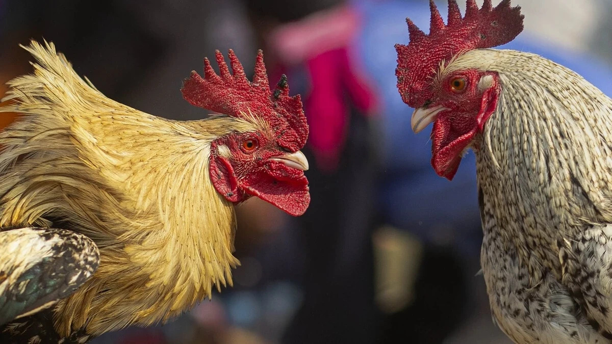 Thông tin về đá gà trực tiếp 67 chất lượng, hấp dẫn nhất 5 Bí quyết lựa chọn nơi xem đá gà trực tiếp 67