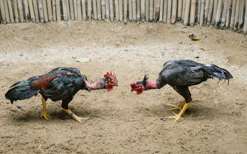 Đá gà trực tiếp C1 - Sân chơi đỉnh cao của những chiến kê 6 C1 đá gà - nơi quy tụ những chiến kê mạnh mẽ nhất