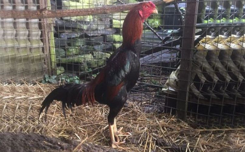 Cách chọn và nuôi gà Shamo chuẩn bạn nên biết 6 Các loại gà Shamo phổ biến nhất