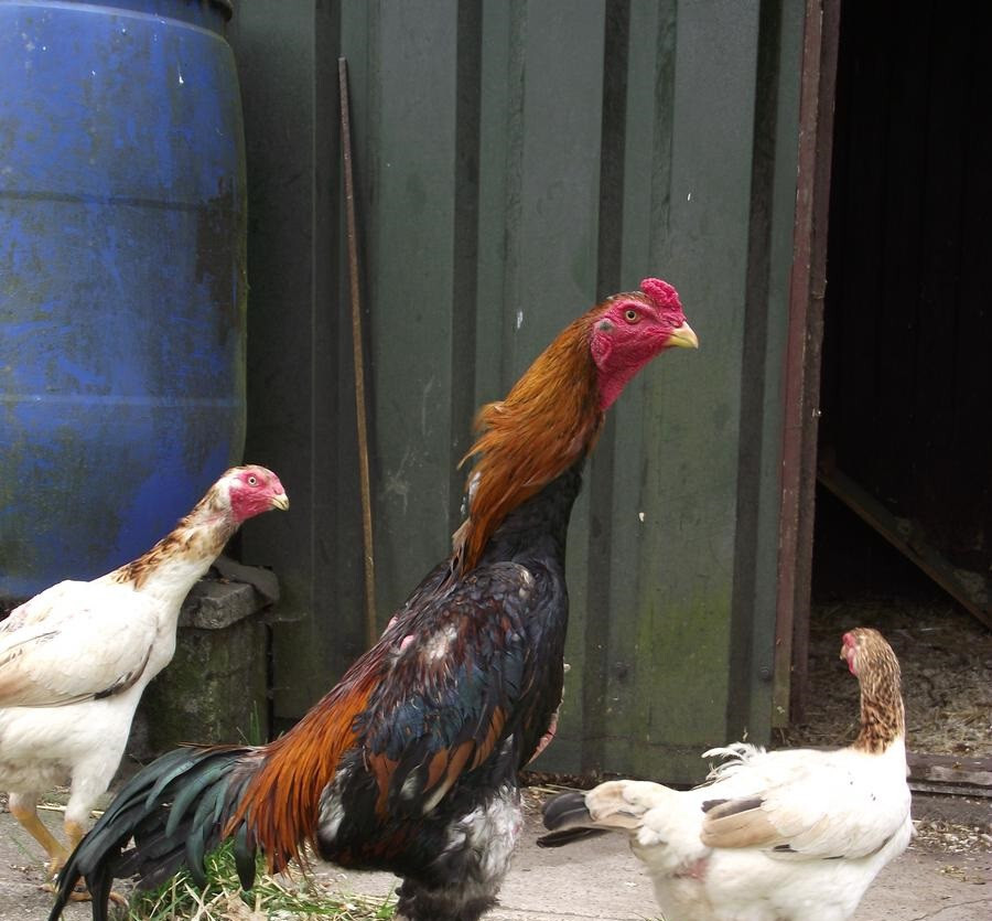 Cách chọn và nuôi gà Shamo chuẩn bạn nên biết 8 Các lưu ý khi nuôi gà Shamo