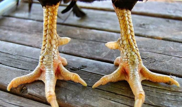 Gà linh kê thần kê - Thông tin giải mã độ quý hiếm 7 Các nhận biết đặc điểm gà linh kê thần kê