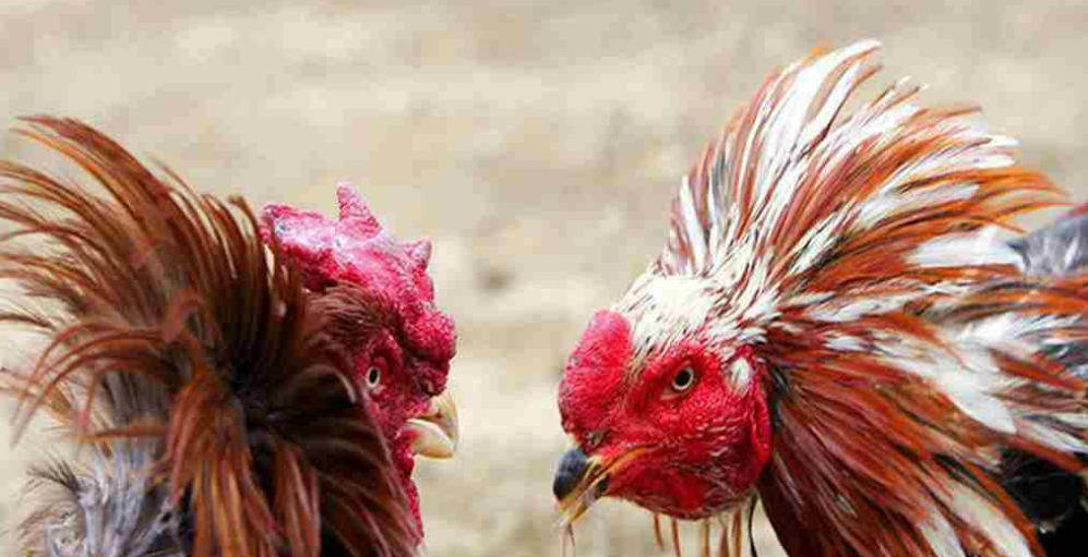 Hướng dẫn cách ghép gà trống mái đúng chuẩn mới nhất 2025 8 Cách ghép gà trống mái - chế độ đúc cho gà