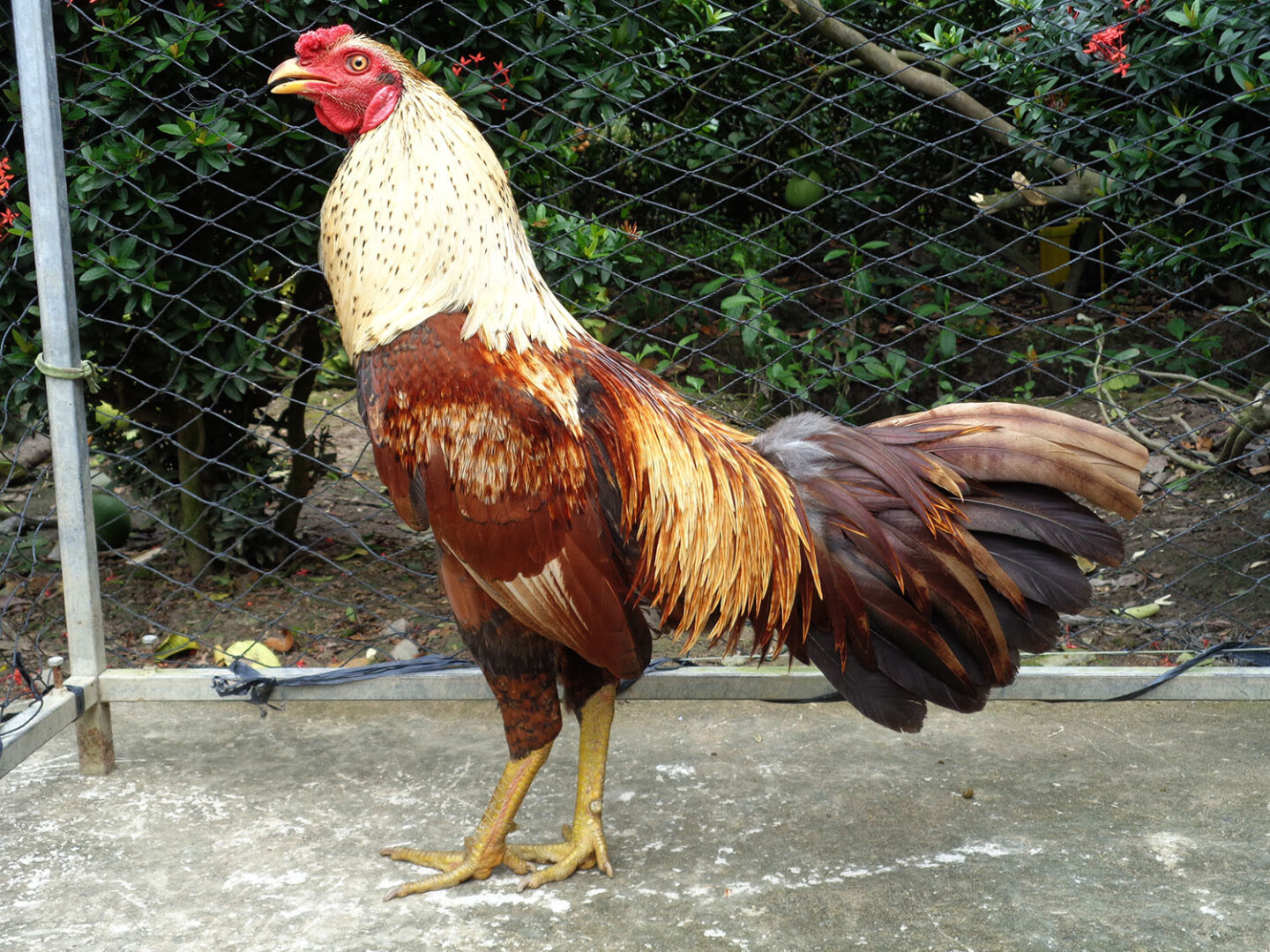 Chợ tốt gà đá Hậu Giang - Bí quyết chọn gà chọi đá hay nhất 4 Cách lựa chọn gà đá tốt tại chợ tốt gà đá Hậu Giang