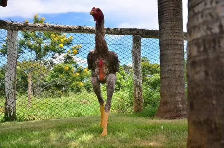 Cách nuôi giống gà Nam Mỹ lớn nhanh, đá tốt 5 Cách nuôi giống gà Nam Mỹ lớn nhanh, đá tốt