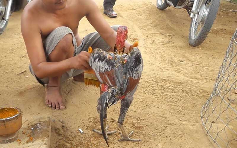 Cách vần gà chọi tơ bách chiến bách thắng 6 Cách vần gà chọi tơ bằng om bóp nghệ