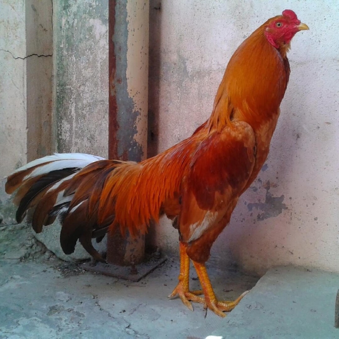 Chạng gà là gì và cách xác định chạng gà bạn nên biết 4 Chạng gà là gì?