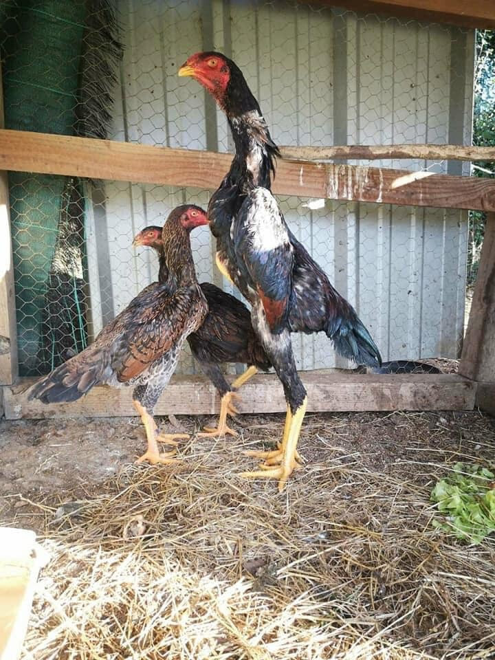 Cách nuôi giống gà Nam Mỹ lớn nhanh, đá tốt 6 Chế độ ăn uống cho gà Nam Mỹ