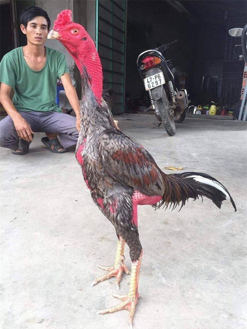 Cách vần gà chọi tơ bách chiến bách thắng 8 Chú ý quan trọng trong cách vần gà chọi tơ