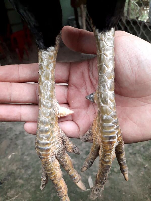 Chợ tốt gà đá Hóc Môn - Làm sao chọn gà cựa sắt đá hay? 7 Chú ý tình trạng thể lực của gà cựa sắt khi mua gà tại chợ tốt gà đá Hóc Môn