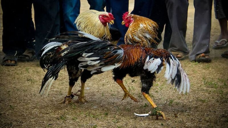 Đá gà ăn 8 là gì? Hướng dẫn tính tiền cược đá gà ăn 8 chuẩn 6 Cược đồng trong đá gà ăn 8 là gì?