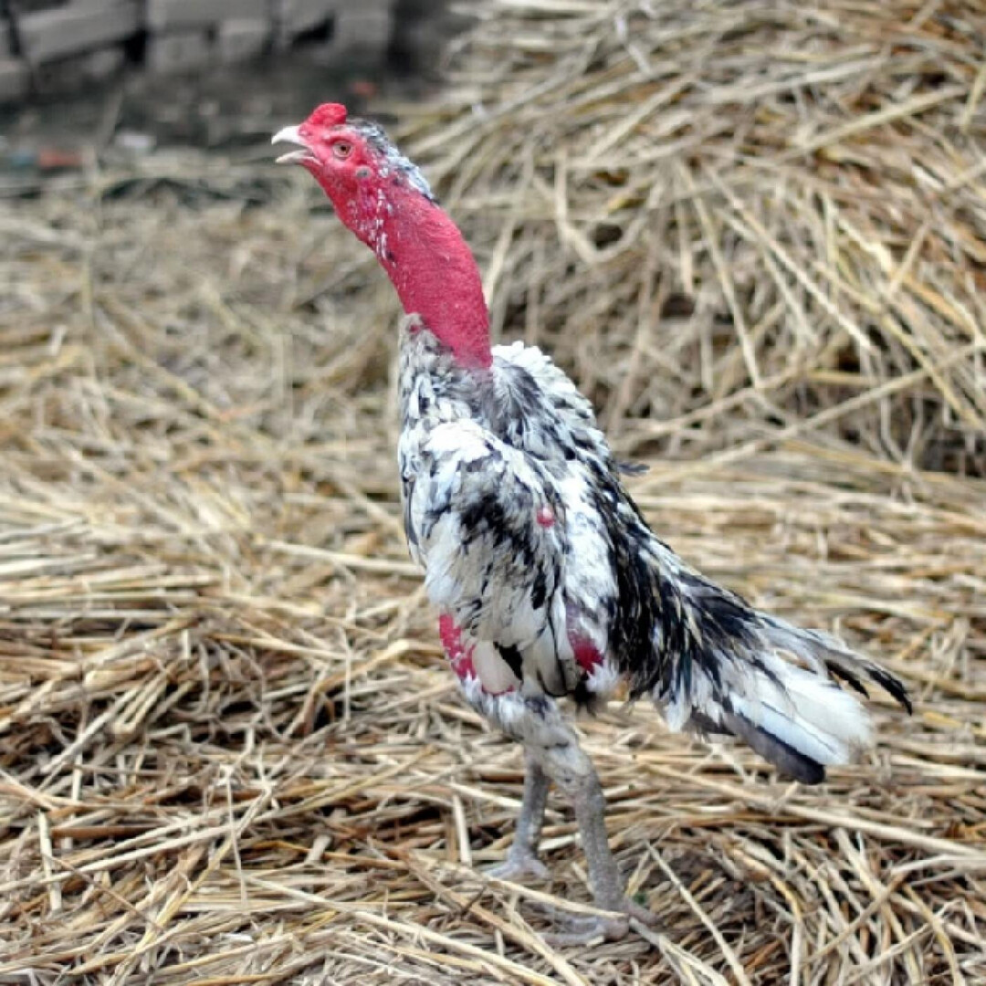 Gà chọi nòi - Tìm hiểu chi tiết về dòng gà nòi sư kê săn đón 5 Đặc điểm chung của giống gà chọi nòi khá dễ nhận biết