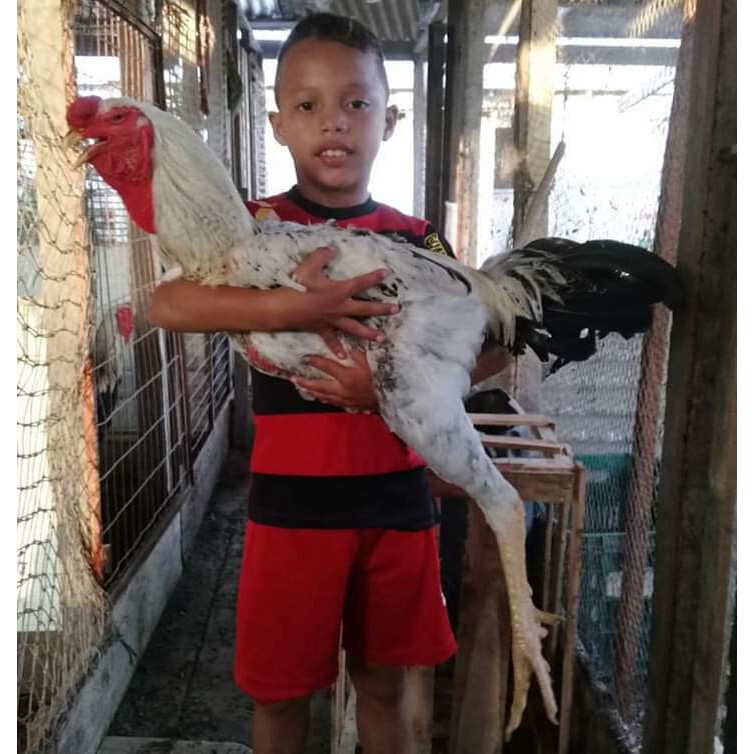 Cách nuôi giống gà Nam Mỹ lớn nhanh, đá tốt 4 Đặc điểm của giống gà Nam Mỹ