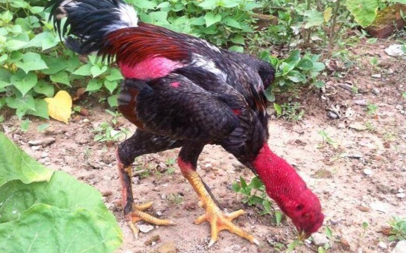 Gà chân lông vảy loạn - chiến thần của sới đá gà 6 Đặc điểm lông của gà chân lông kèm theo vảy loạn