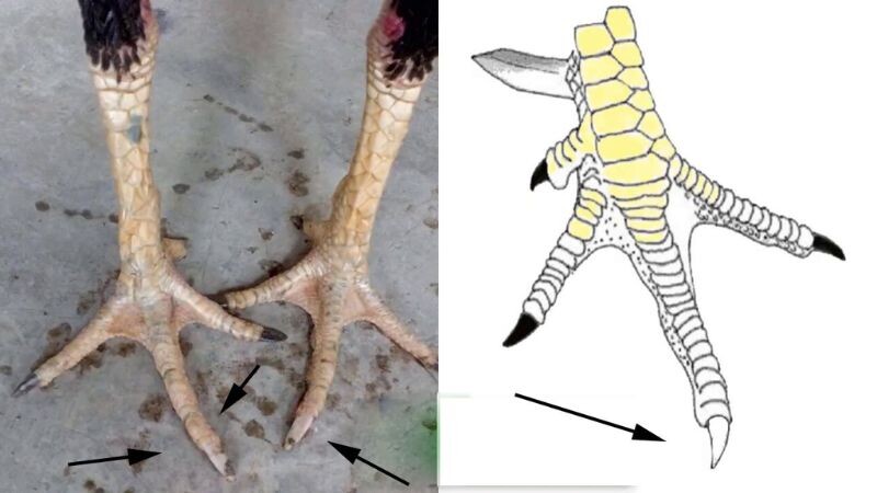 Tất tần tật thông tin về gà bạch đầu chỉ cho anh em cược thủ 5 Điểm qua vài thông tin về gà bạch đầu chỉ cho cược thủ