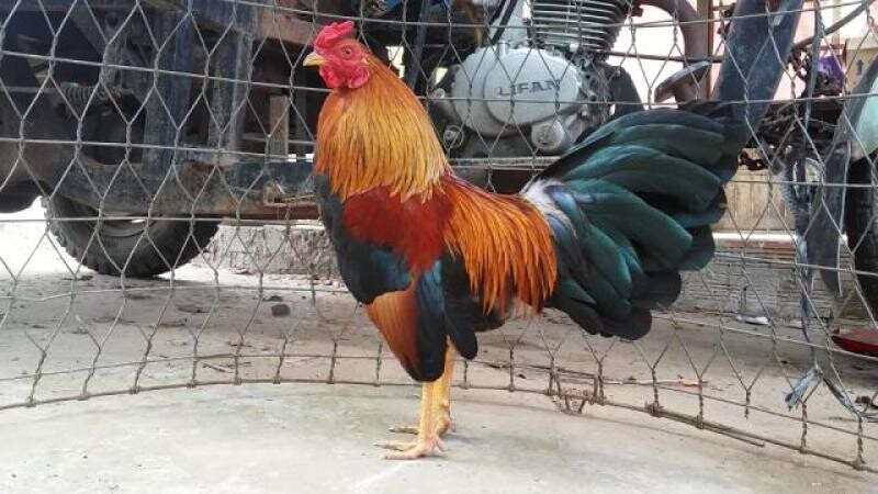 Chợ tốt gà đá Trà Vinh – địa chỉ cung cấp gà đá chất lượng 6 Dựa vào đặc điểm của mỏ gà anh em sẽ có được những chú gà phù hợp